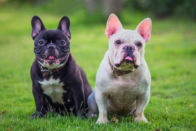All that You Should Know About Getting a French Bulldog