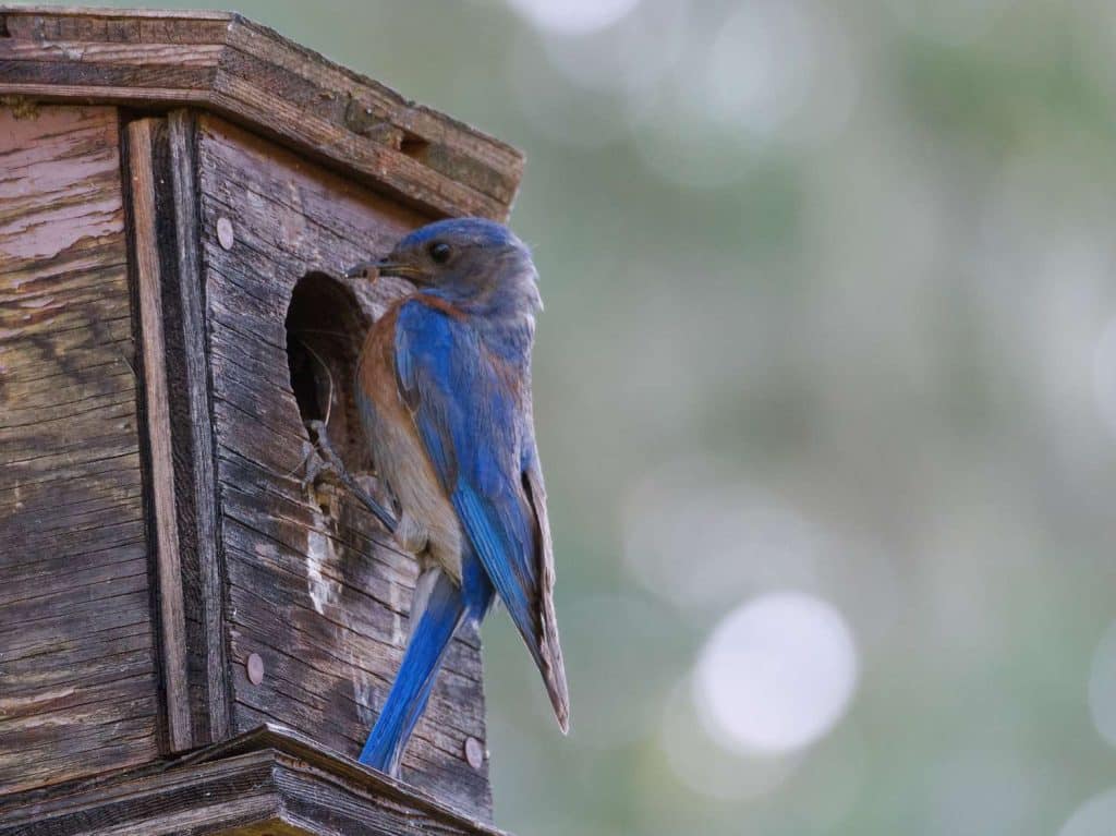 Attracting Birds to Your Porch