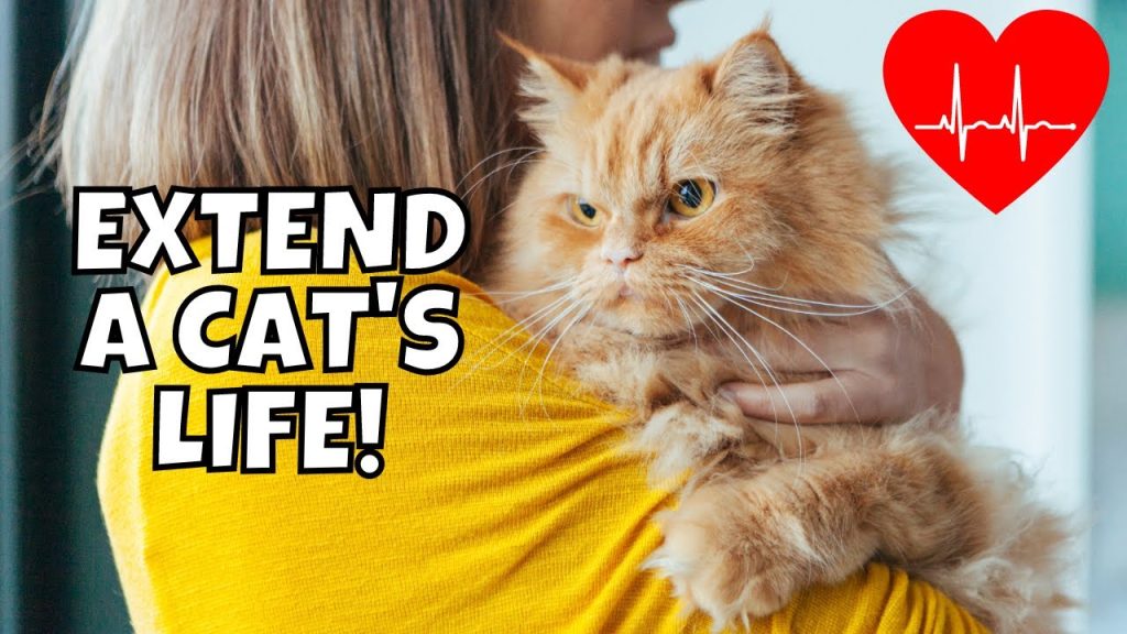 Best Tips to Increase Cats' Life Expectancy