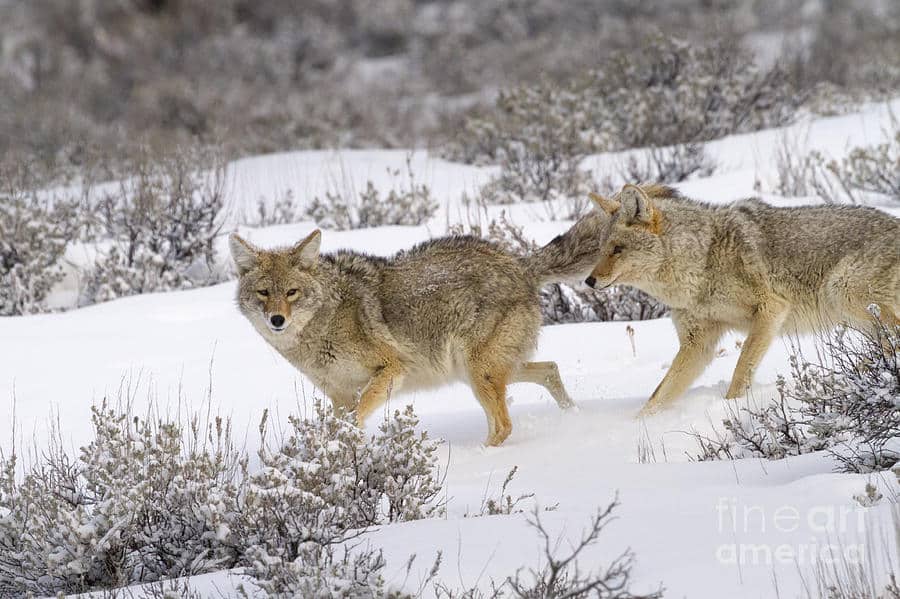 Breeding of Coyotes