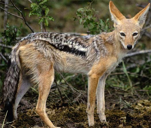 Canis Adutus, the Side Striped Jackal