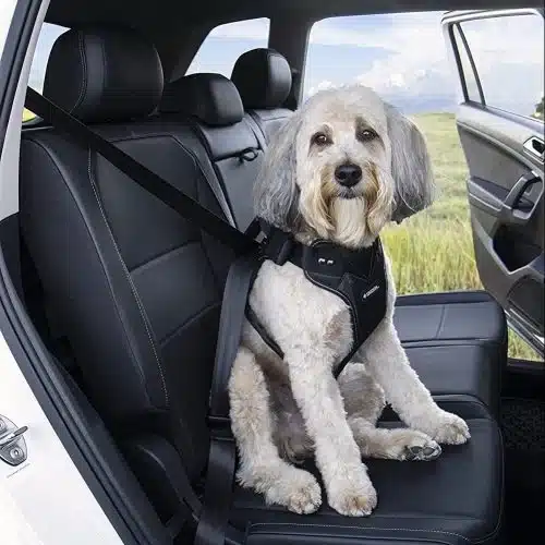 Car Safety Harness