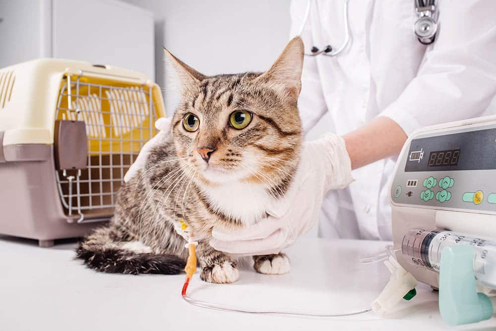 Cat on a drip. Vet and animal concept