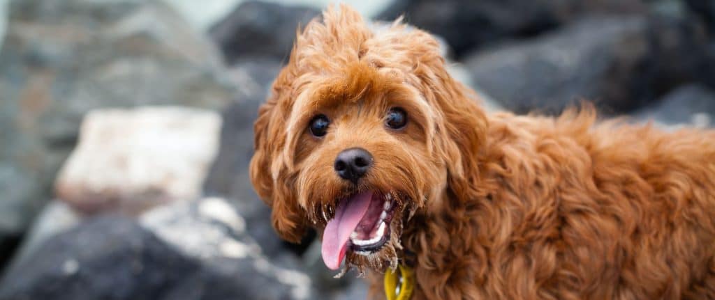 Cavapoo- Facts, Controversy, and Price