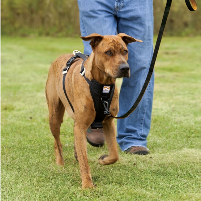 Choosing the Right Harness