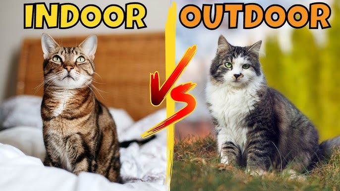 Comparison Between Indoor and Outdoor Cats' Life Span