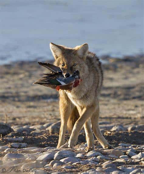 Diet of Coyotes