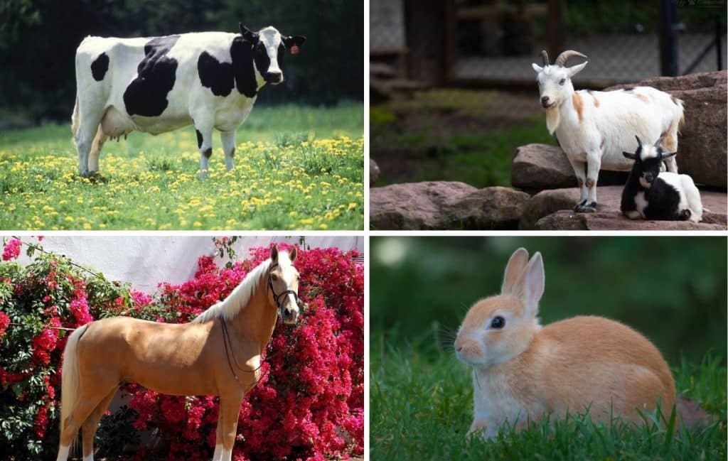 Exploring the World of Farm Animals