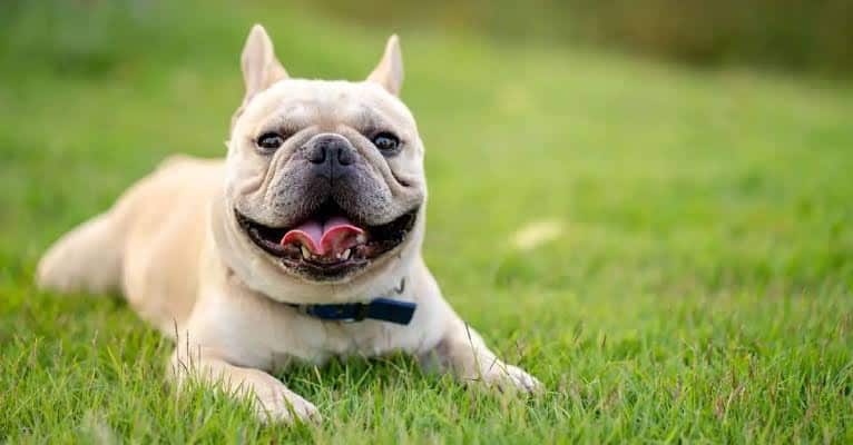 Factors Affecting the French Bulldog Price