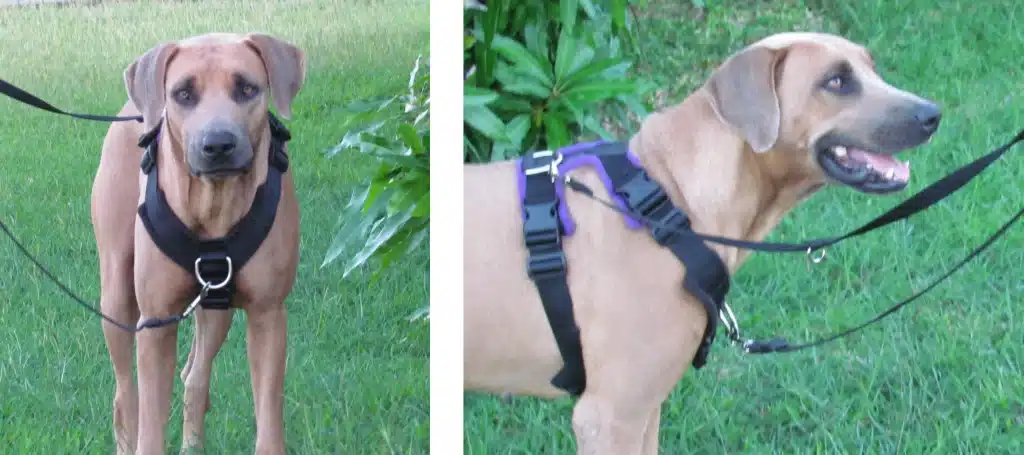 Front-Clip Harness