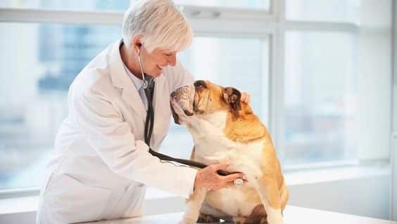How Fast Should a Dog's Heartbeat Be?
