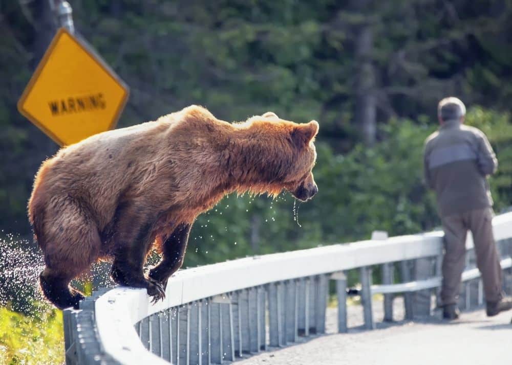 How Frequent Are Bear Attacks?