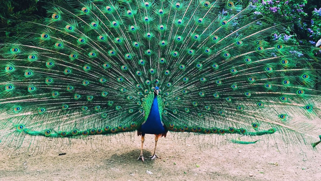 How Long Peacocks Take to Develop Colorful Tail Feathers