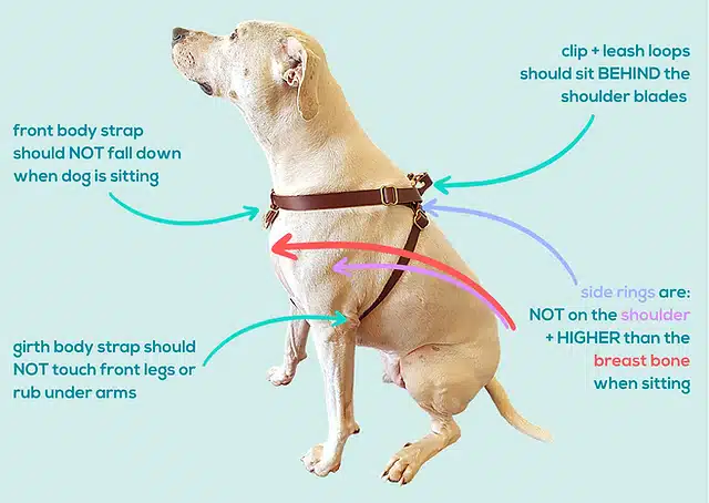 How Should a Dog Harness Fit?