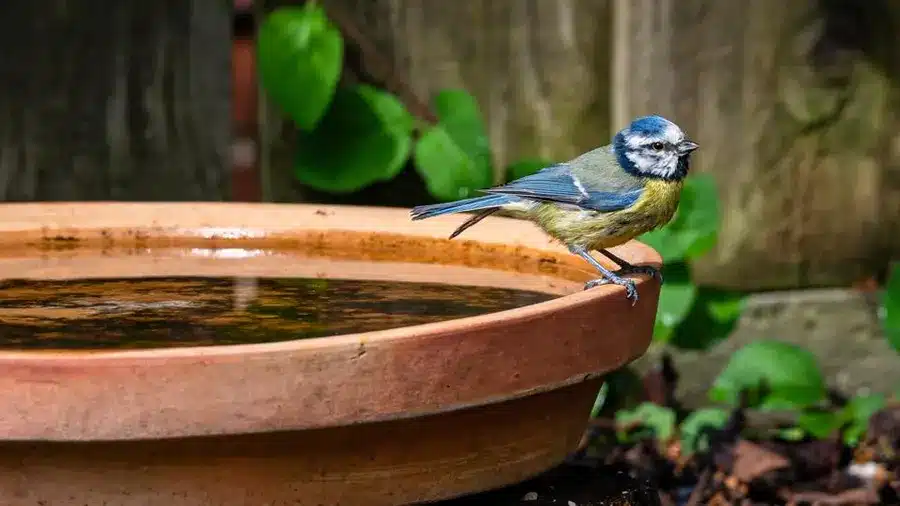 How are Birds Beneficial to Your Yard?
