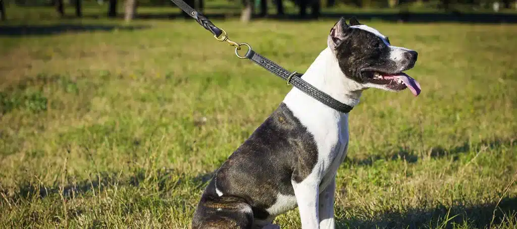 How to Choose the Right Choke Chain for Dogs?
