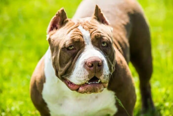 How to Ensure Pocket Pit Bulls' Health_