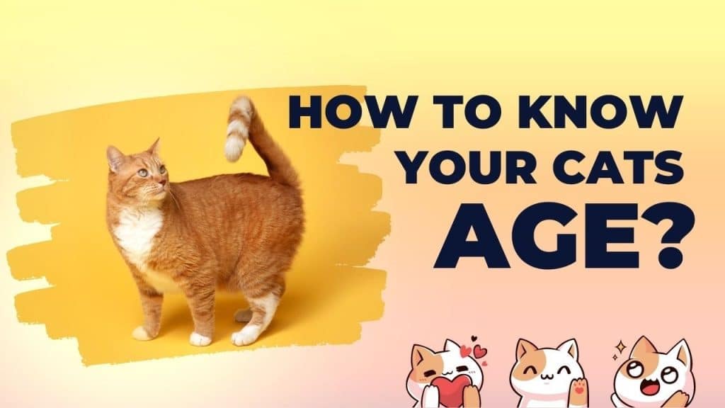 How to Know a Cat's Exact Age?
