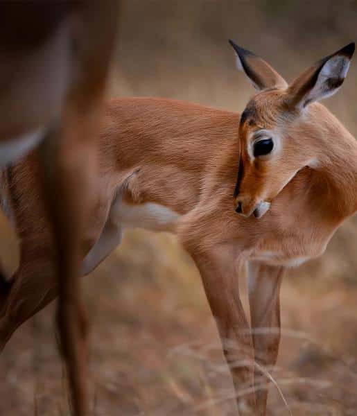 Impala Animal: The South African’s Graceful Creature
