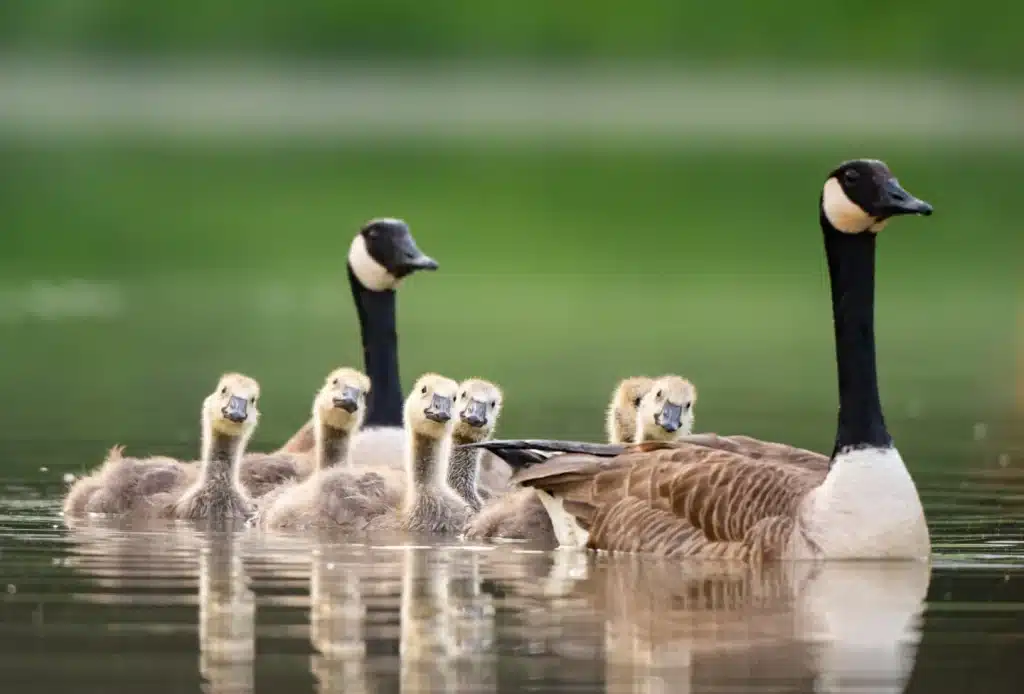 Know Some Amazing Facts About Geese