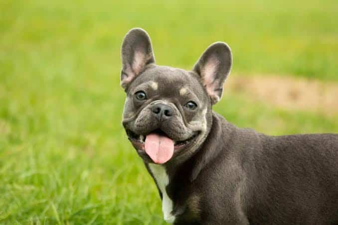 Know Your French Bulldog