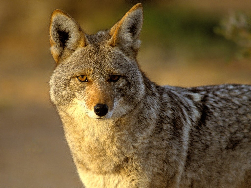 Life Expectancy of Coyotes