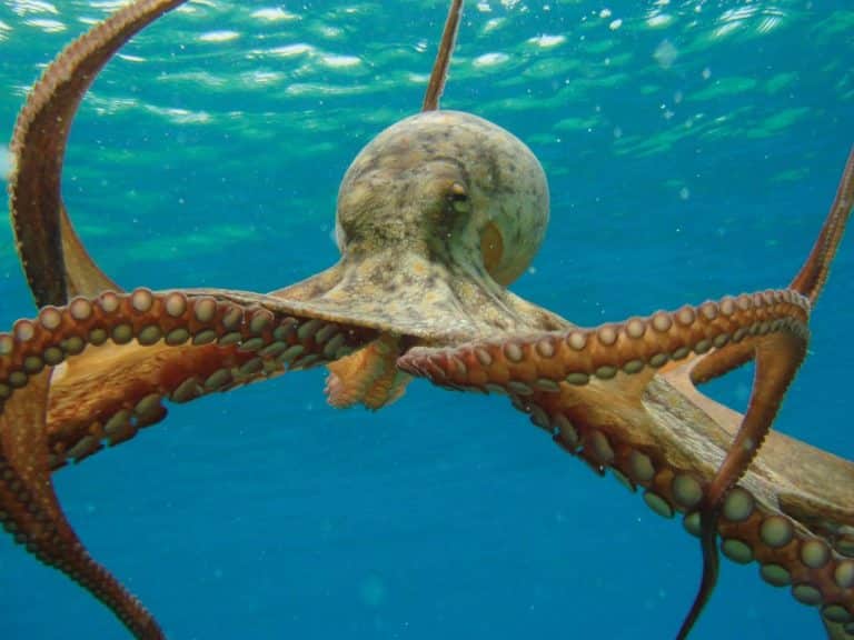 Octopus: Fascinating Creature of The Ocean