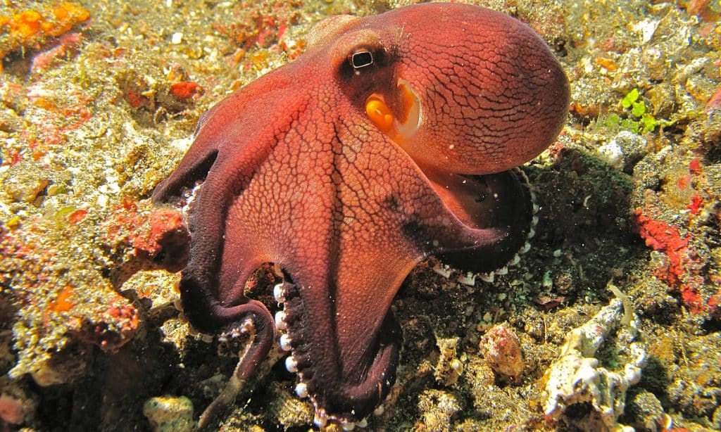 Octopus Unique Facts About Their Brain
