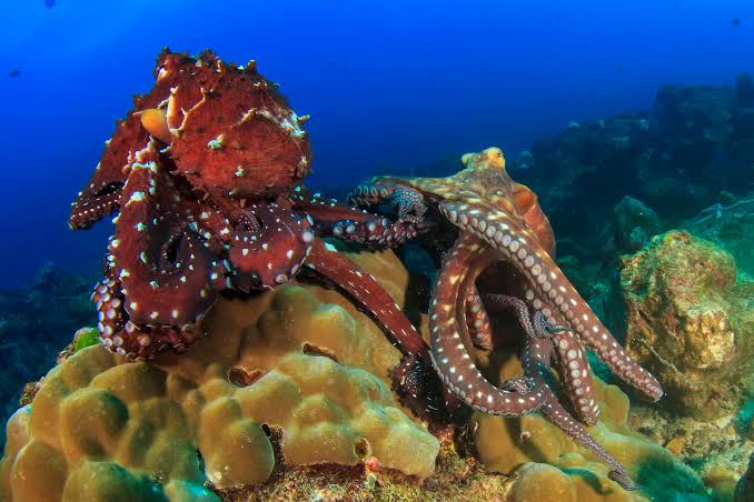 Octopuses as Parents