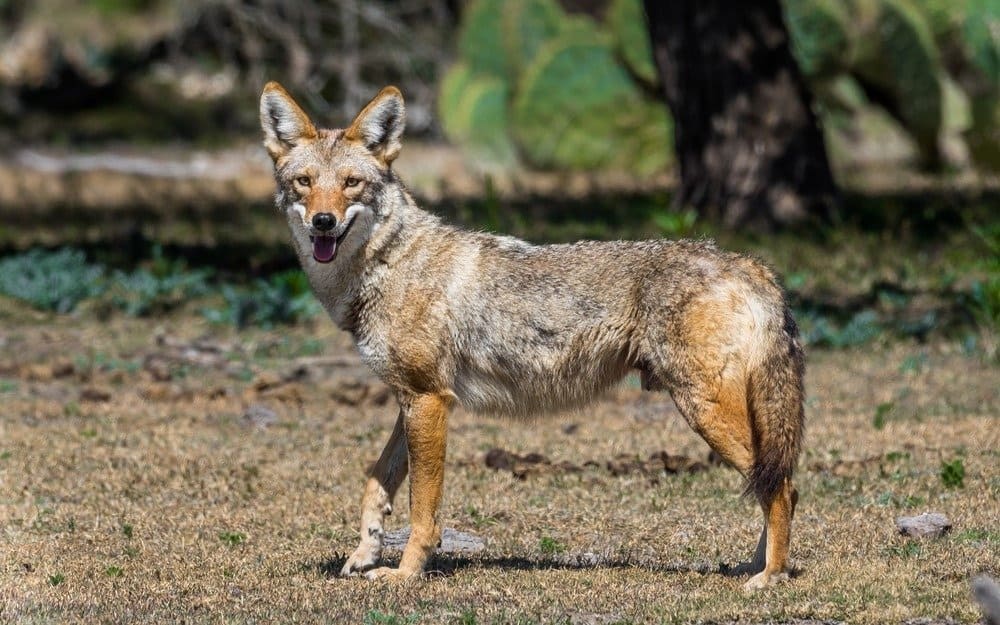 Physical Characteristics of Coyotes