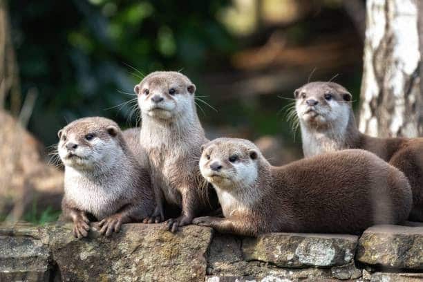 Planning to Get an Otter- Everything that You Need to Know