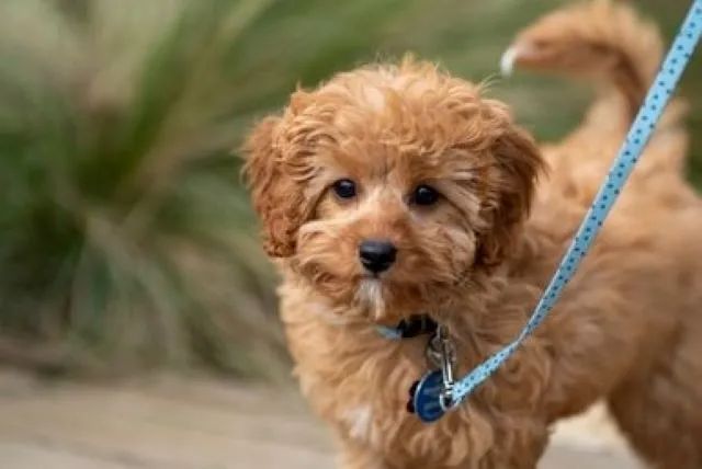 Pros and Cons of Adopting a Cavapoo