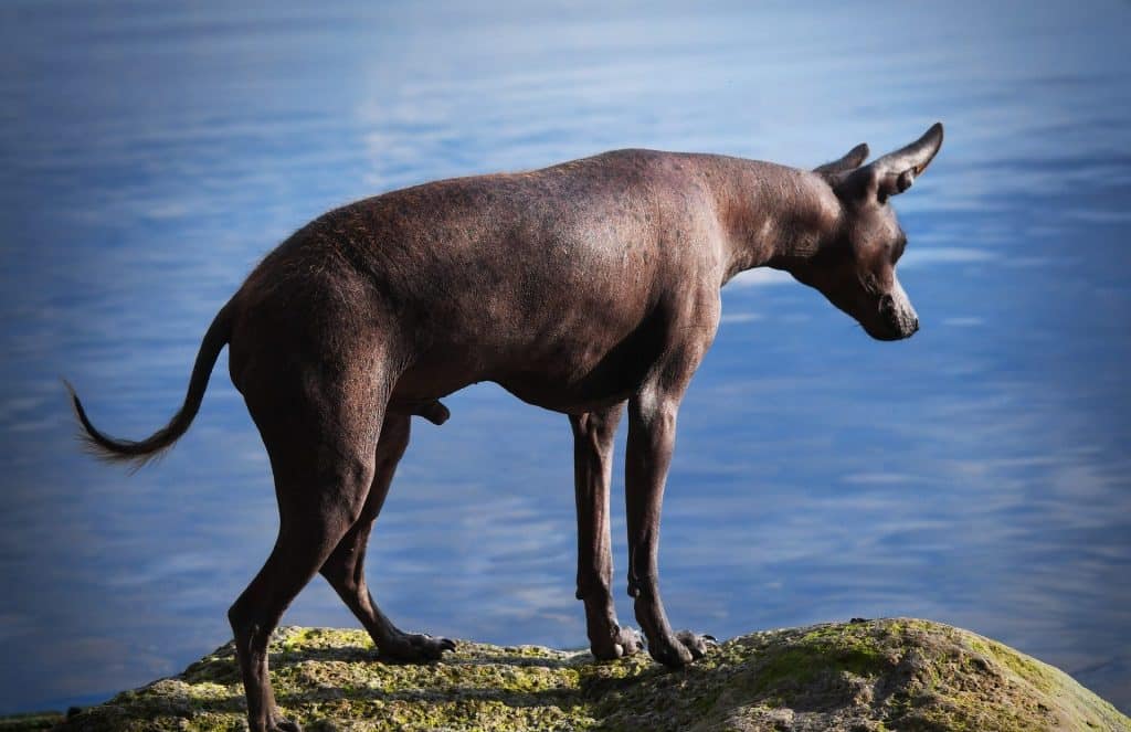 Pros and Cons of Owning Xoloitzcuintli