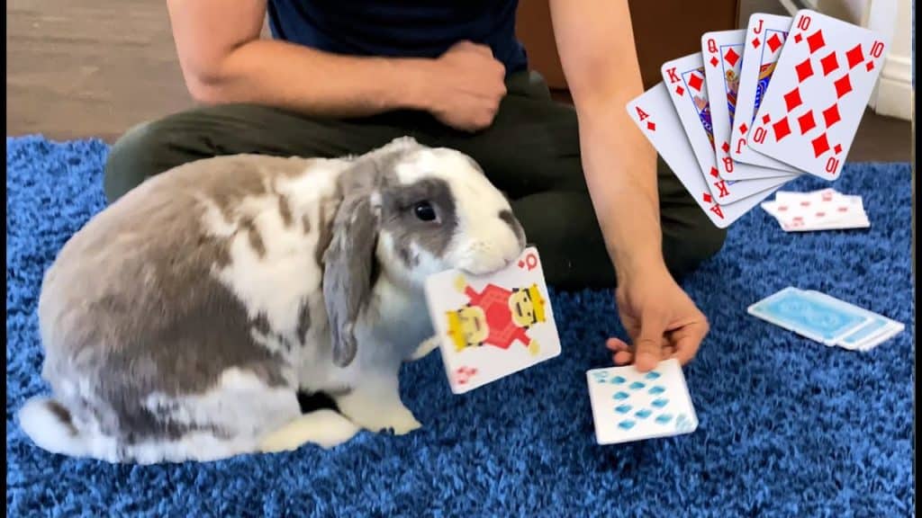 Rabbit Playing Cards