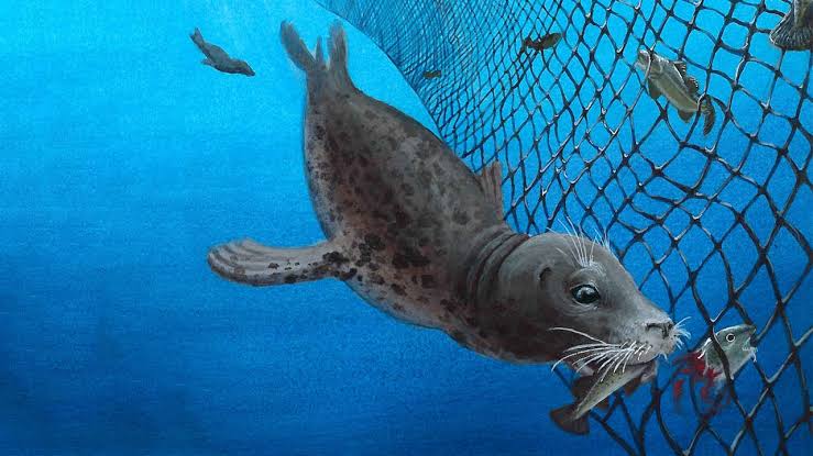 Seal Nets and Traps