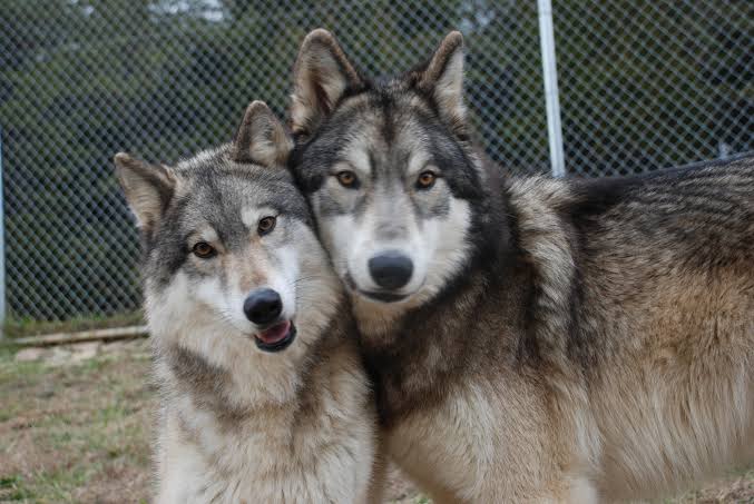 Second Generation Wolfdogs