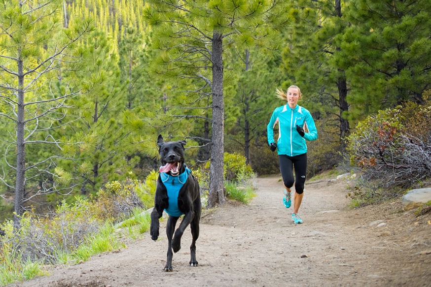 Should You Use a Dog Harness for Running?