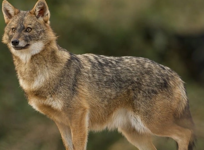 Some Amazing Facts About the Jackal Animal