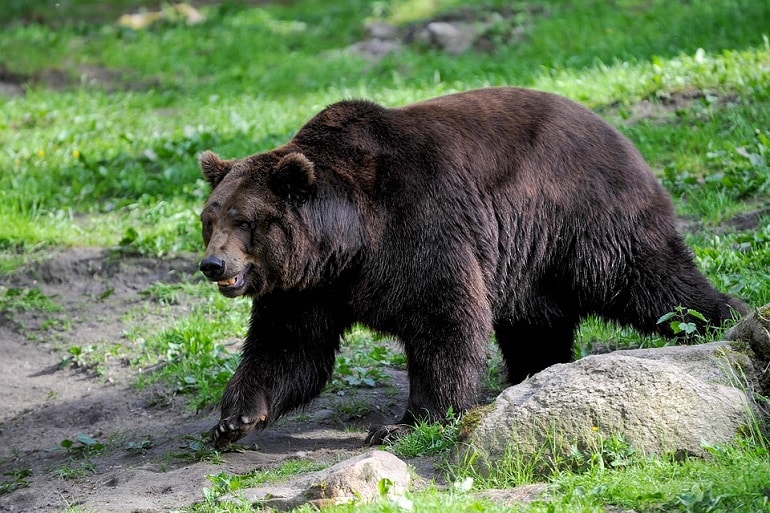 Some Most Interesting Facts on Bear Attack