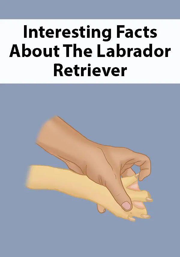 Some Quick Facts about Labrador Retriever