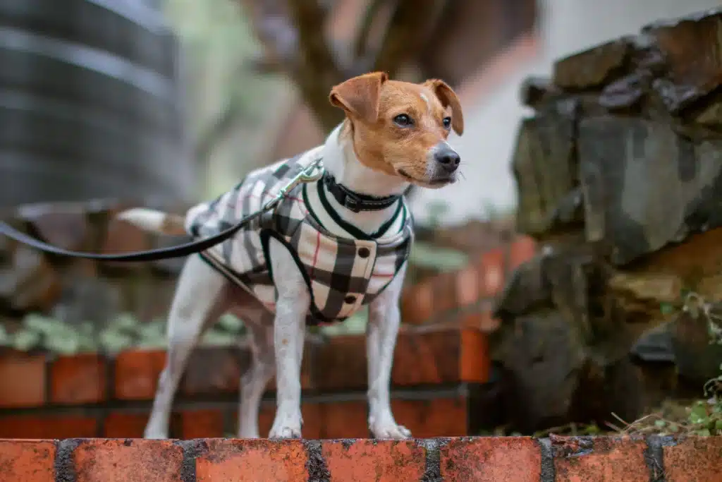 Tips for Sizing the Dog Harness Accurately