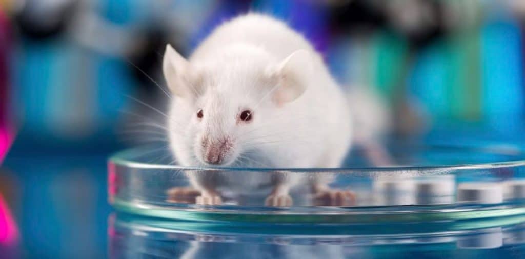 Top Horrifying Animal Testing Facts that You Must Know