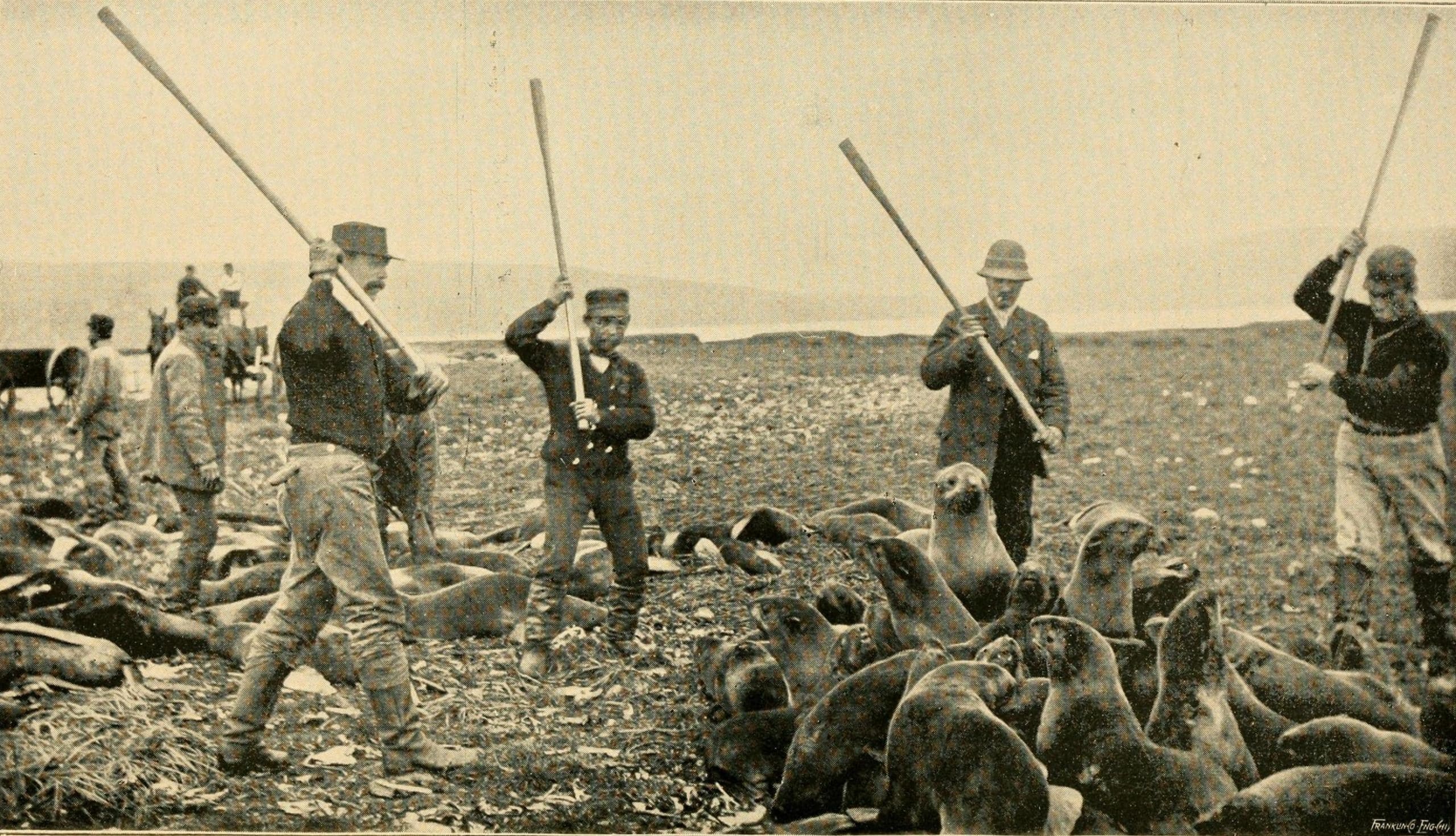 Traditional and Modern-Day Seal Hunting of Seals