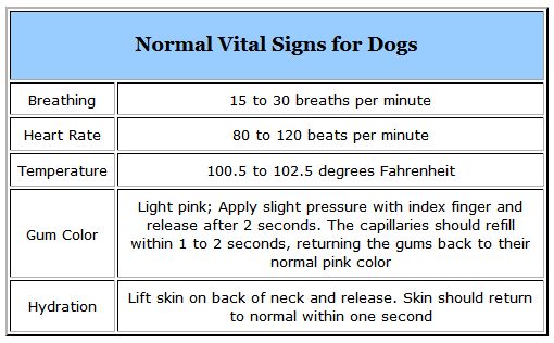 Vital Signs Chart- Important Signs for Dogs
