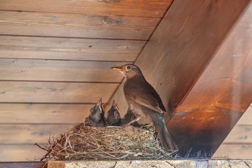 What Causes Birds to Come to Your Porch?