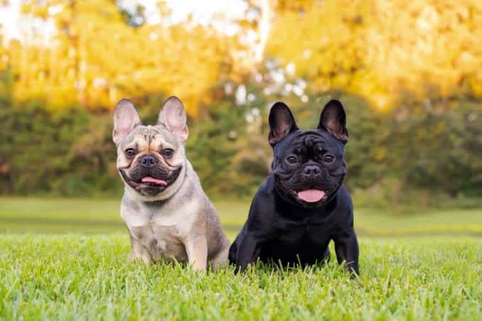 What Makes French Bulldogs So Expensive