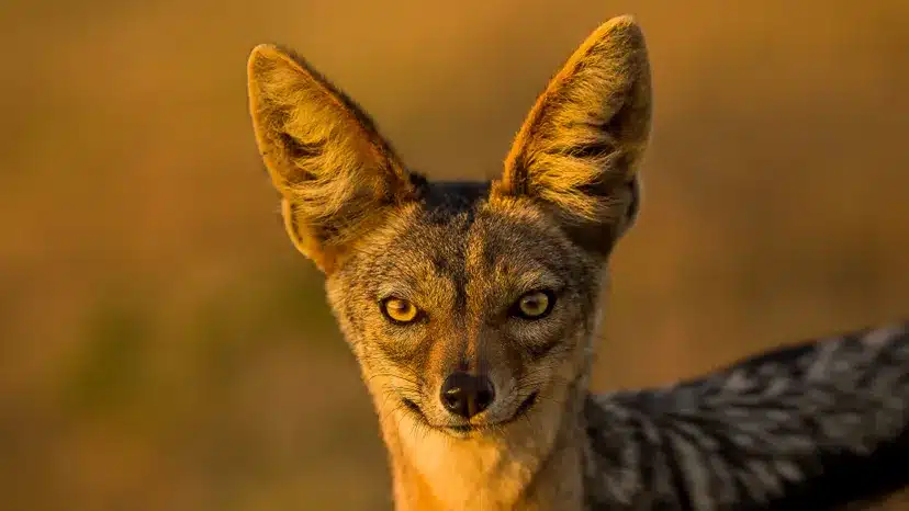 What is a Jackal Animal?