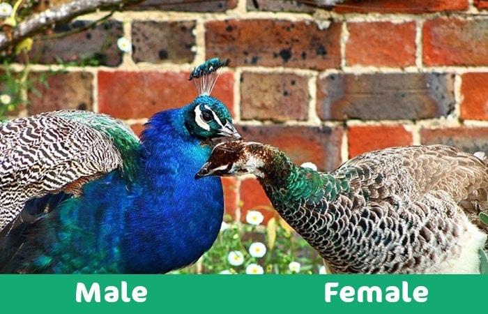 What is a Peafowl Vs. Peacock?
