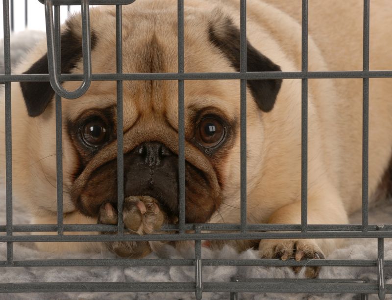 Why is the Puppy Crying in The Crate?
