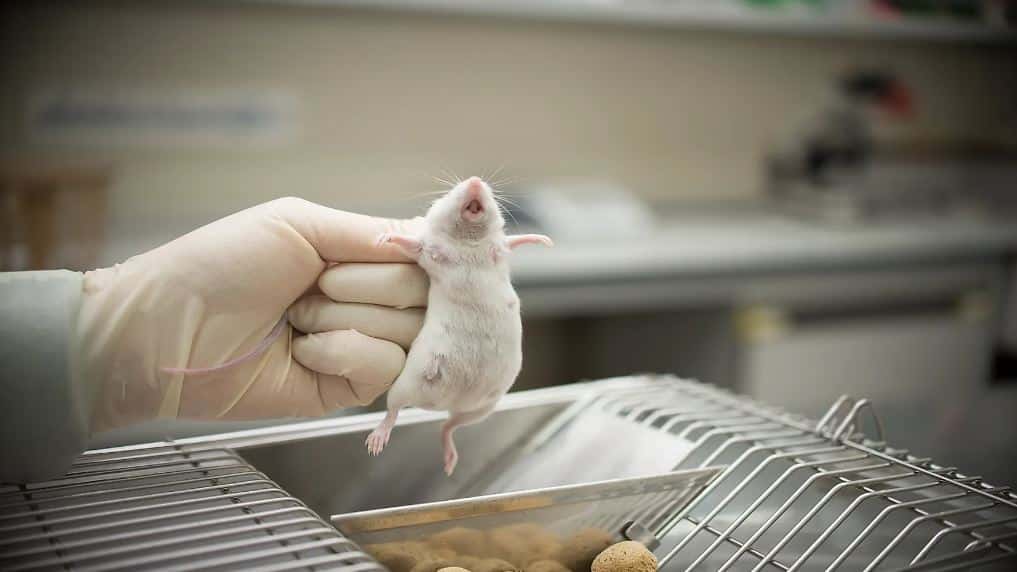 Worldwide Animal Testing Statistics that Might Shock You